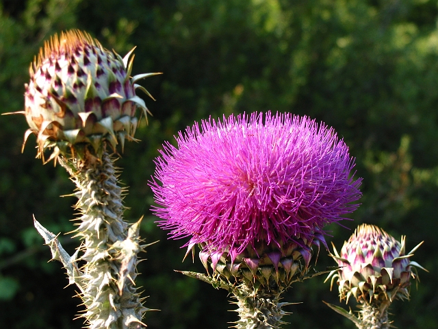 0316 distel.jpg